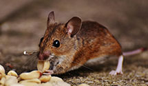 24 Hour & Emergency Exterminators in Peoples Park, NJ